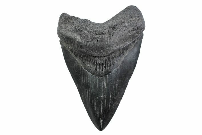 Serrated, Fossil Megalodon Tooth - South Carolina #362155